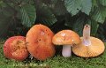 Russula maculata-amf1707